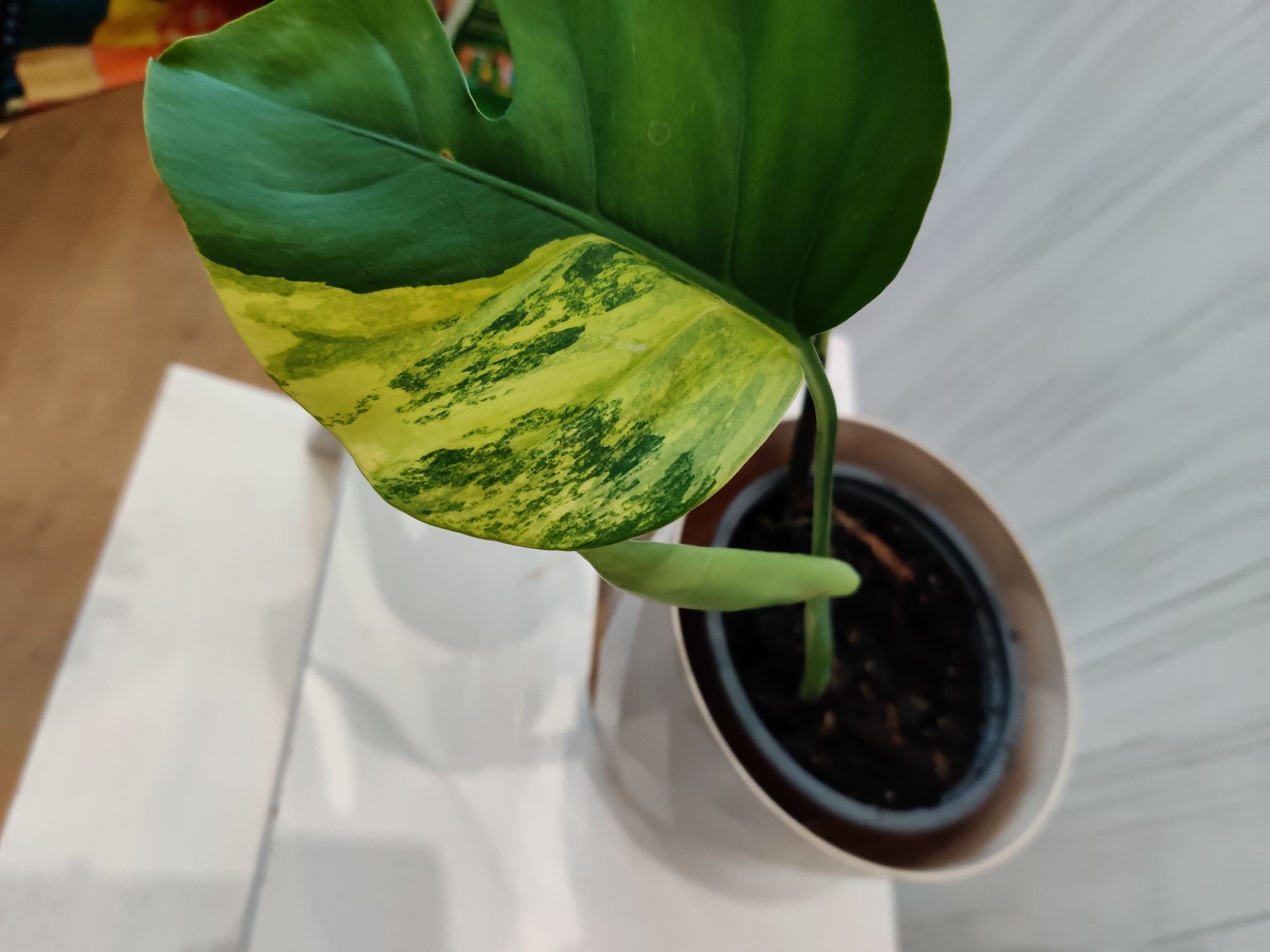 Monstera aurea 3 folhas