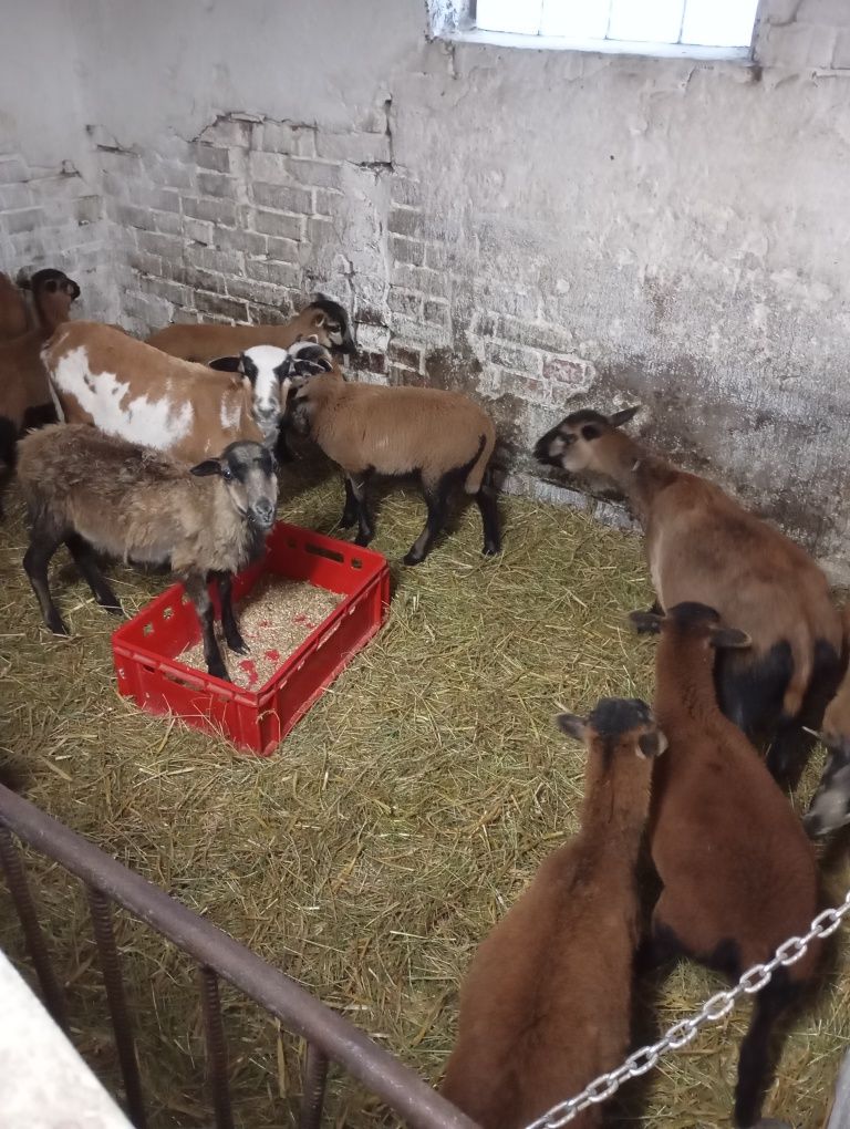 Owce  Kameruńskie sprzedam