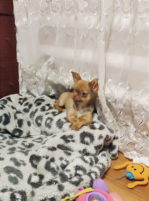 Яскравий чихохлопчик