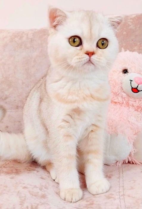 Настоящий медвежонок девочка очаровашка