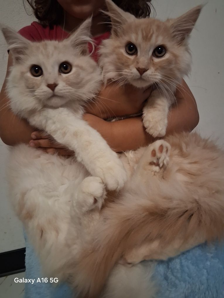 Kocur/Kotka Maine Coon!