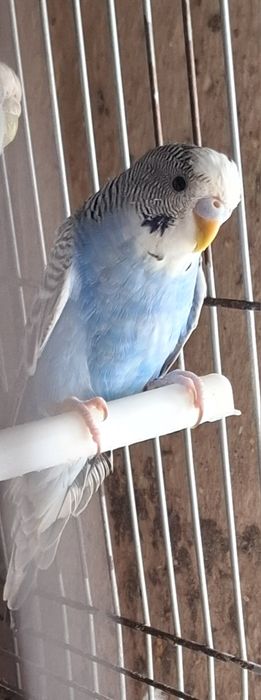 Periquitos portadores de fallow e asas cinza