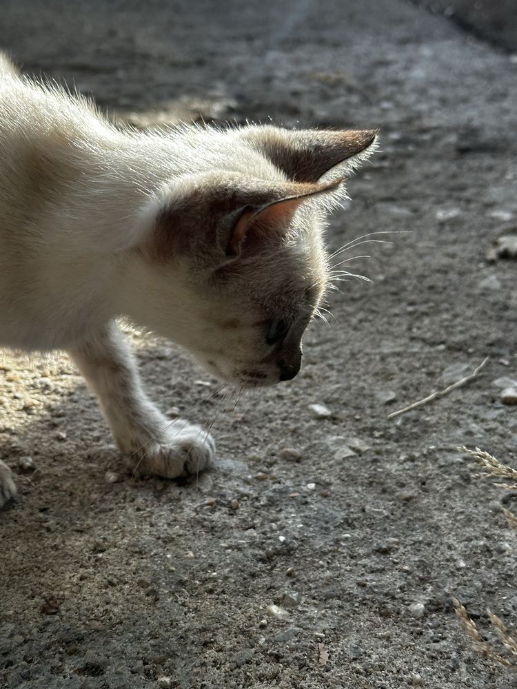 Gatinhos procuram familia :)