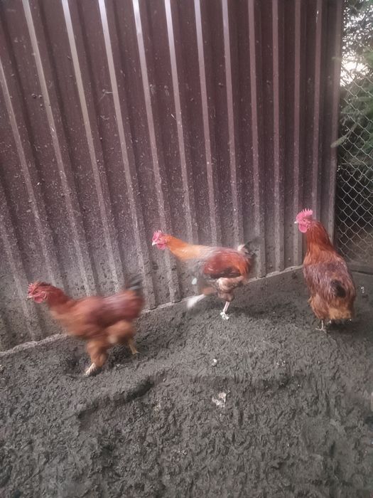 Kogut koguty kur niosek