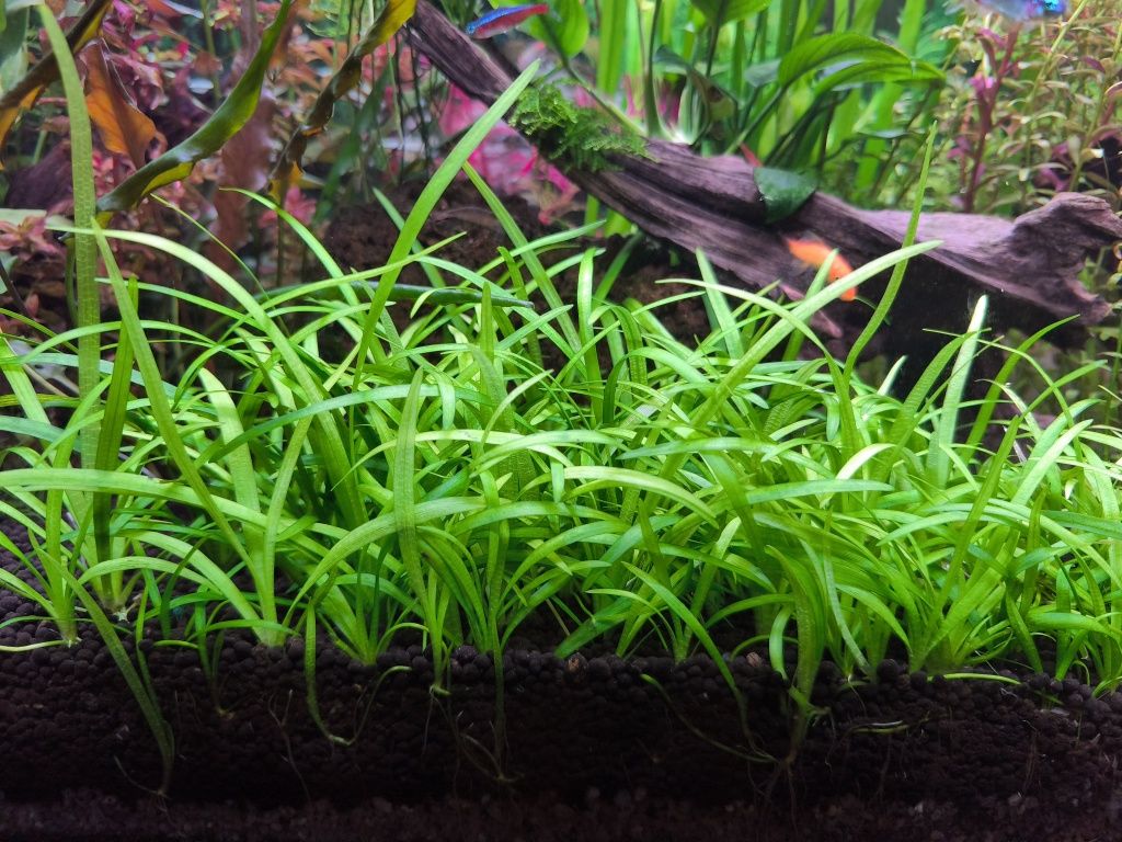 Vallisnerias Nanas