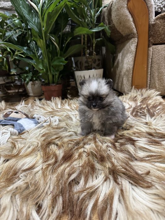 Pomeranian szpic miniaturowy