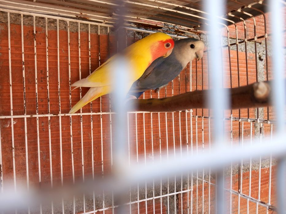 Vendo agapornis roseicolis.