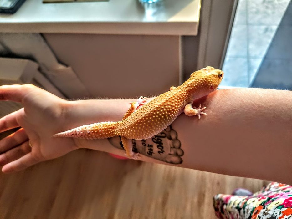 Gekon lamparci z terrarium