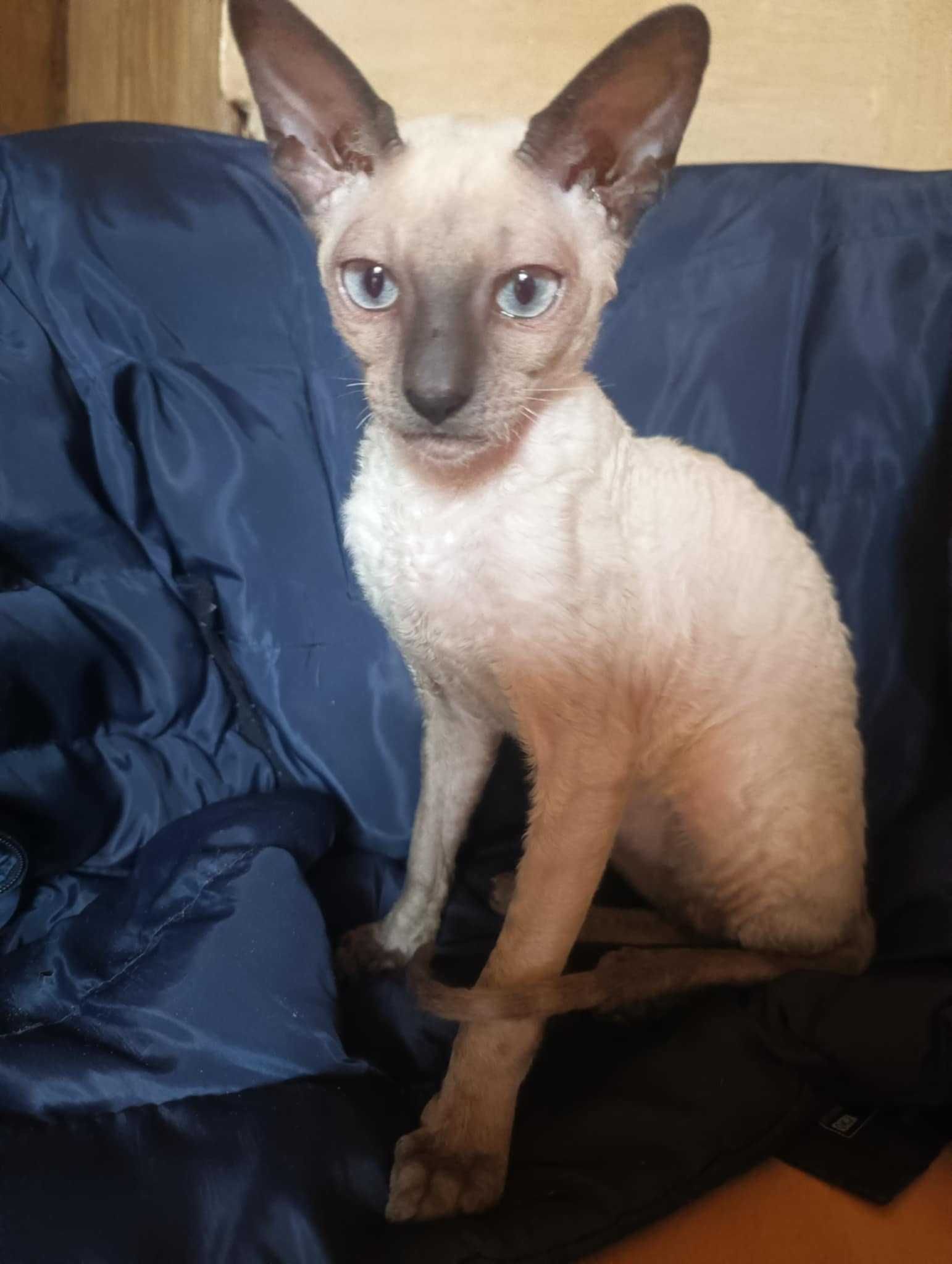 Cornish Rex  devon rex kot hod. Urok Życia