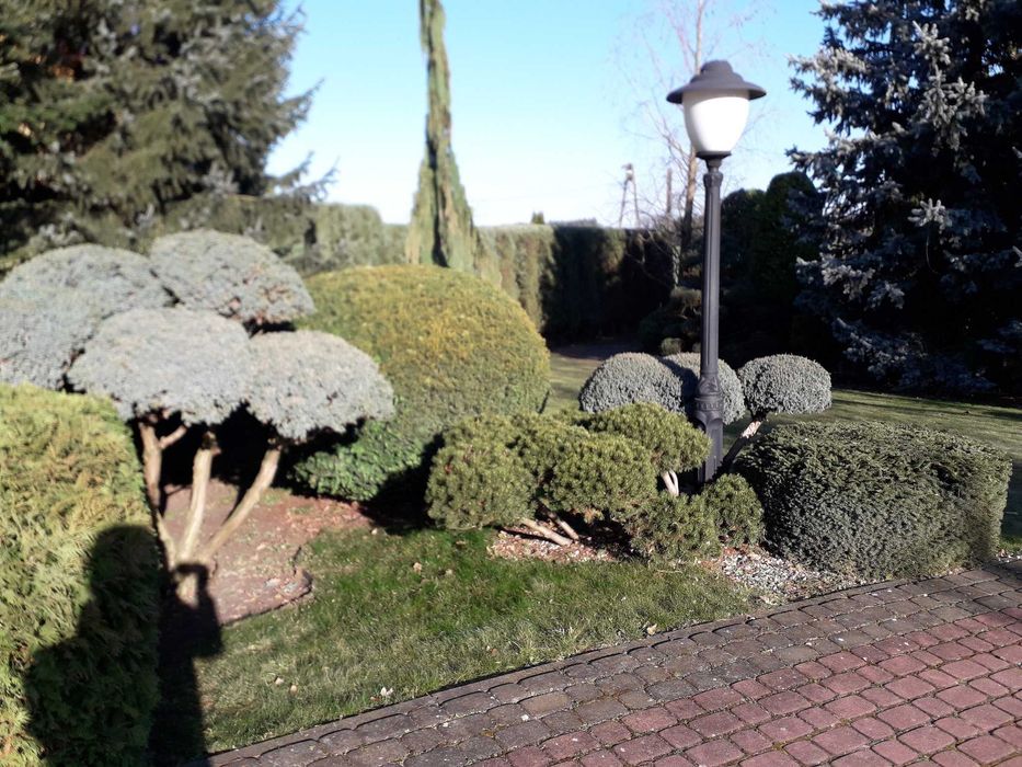 cięcie żywopłotów Formowanie krzewów ozdobnych pielęgnacja ogrodu