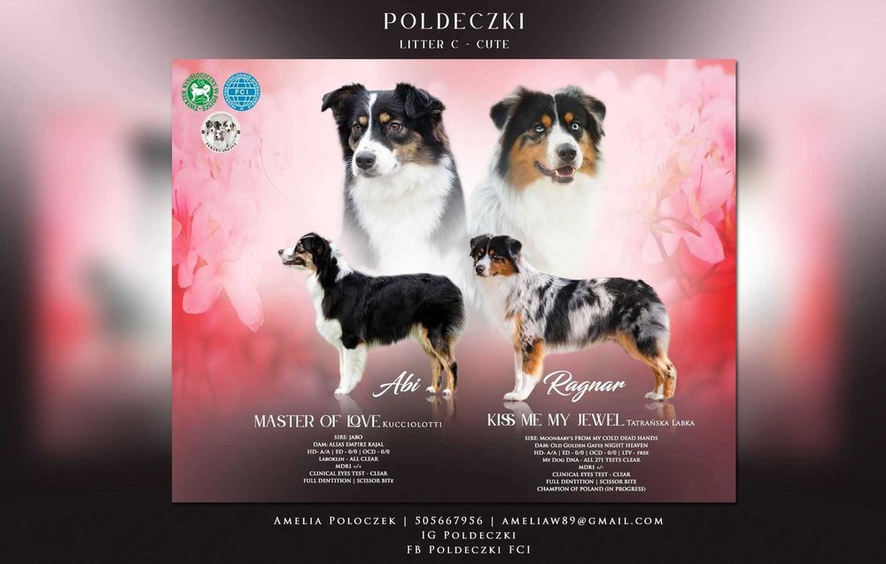 Owczarek australijski piesek red tri, długi ogon gotowy do zmiany domu