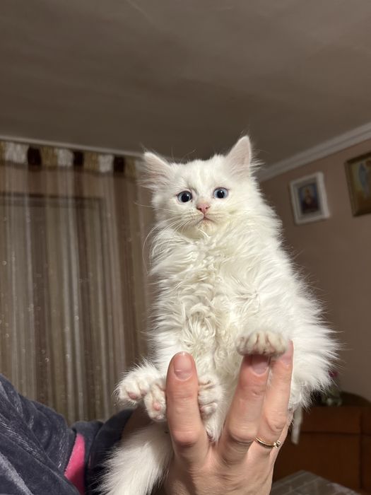 Відамо котиків в добрі руки