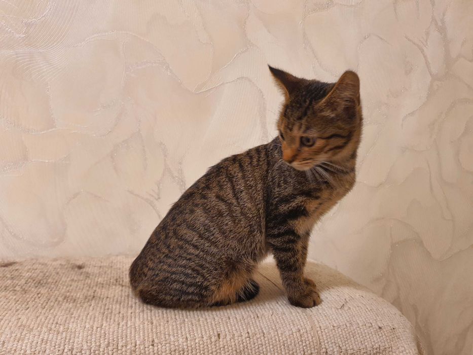 Отдам котёнка 5-6 месяцев