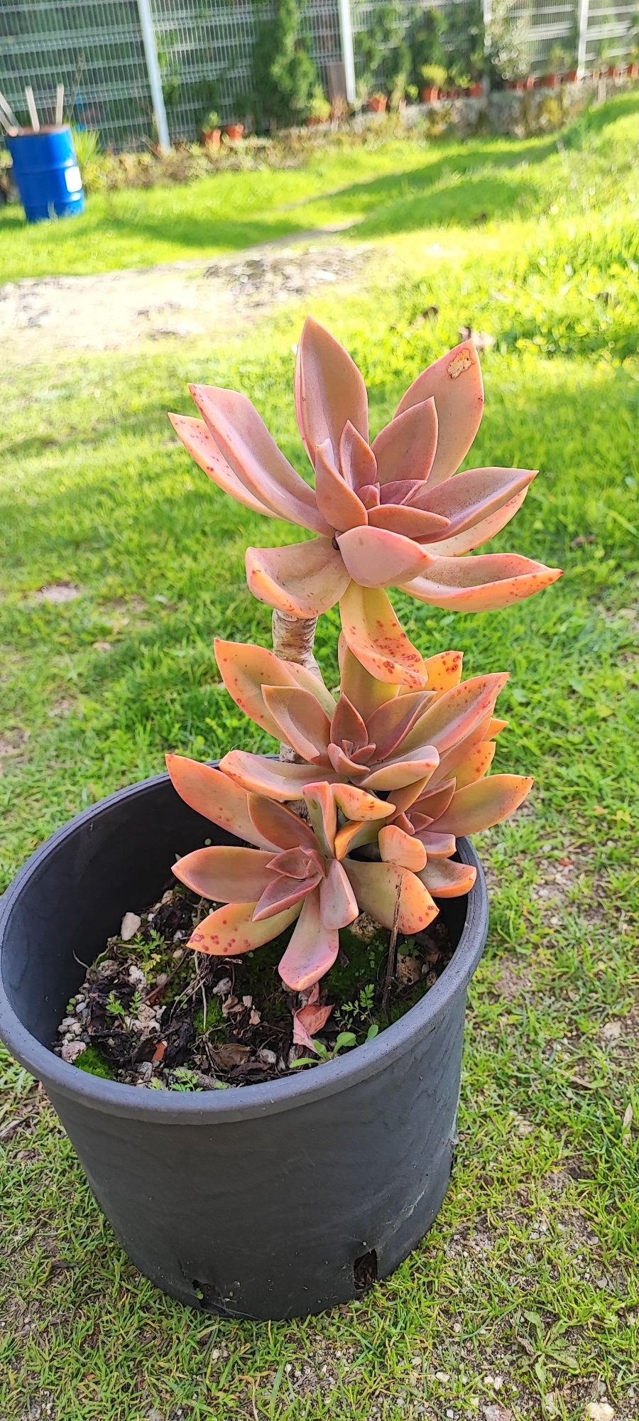 Planta suculenta