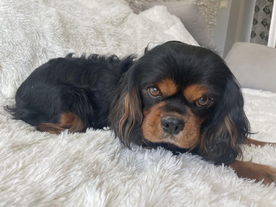 Cavalier King Charles Spaniel pies