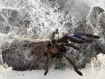 2x Chilobrachys natanicharum (ex. sp. Electric blue) samica