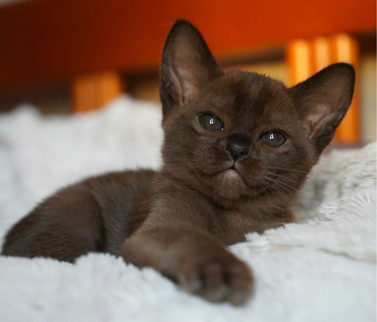 Бурма- Европейская и Американская