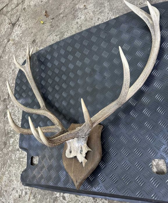 Poroże jelenia do powieszenia na ścianie - duże!