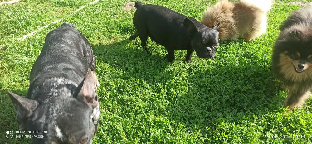 Француженки 2.5-3.5роки