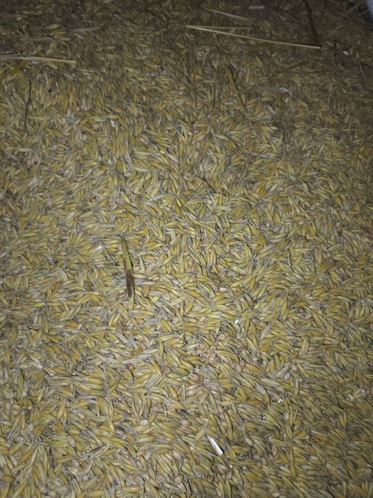 Sprzedam owies tegoroczny