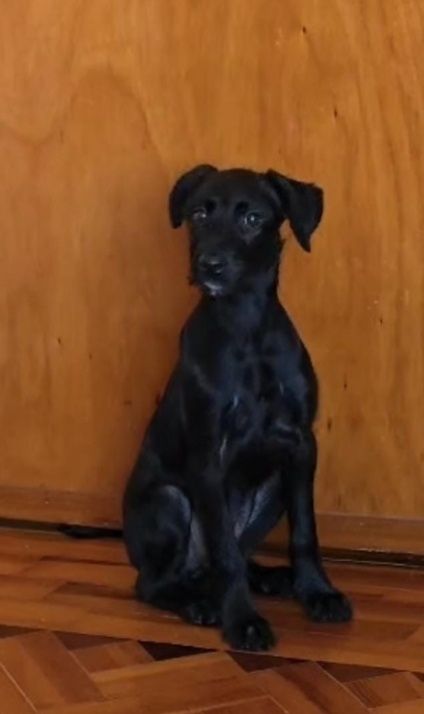 Cadela com 1 ano para adoção