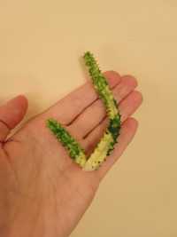 Huernia zebrina variegata