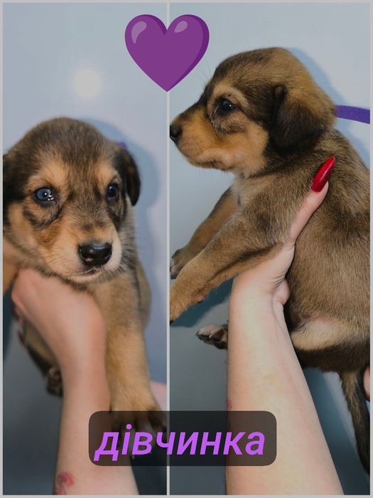 Чарівні цуцики шукають сім'ю