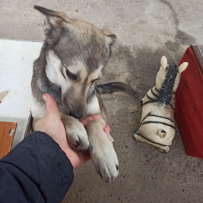 Отдам бесплатно в хорошие руки молодую  собачку.