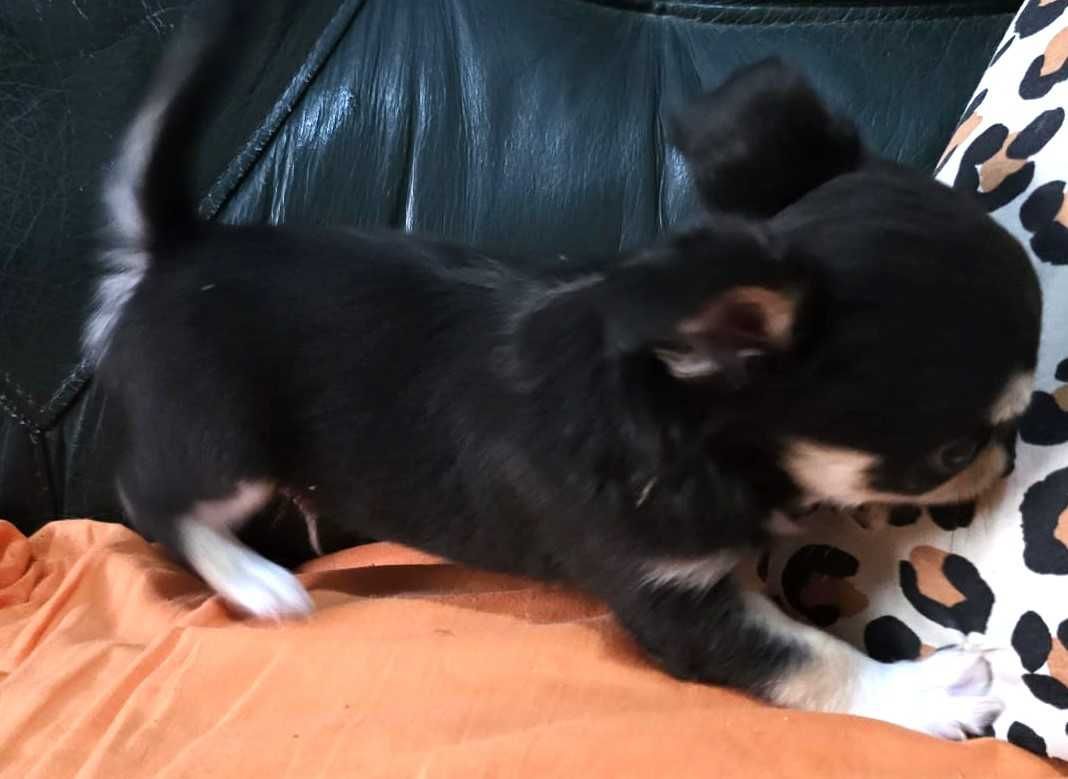 Chihuahua Fêmea, Cor Preto afogueado. Pêlo comprido.