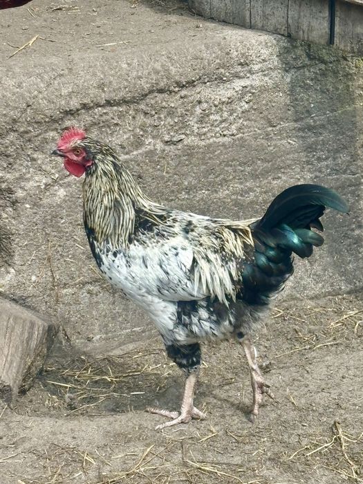 Sprzedam mlode koguty