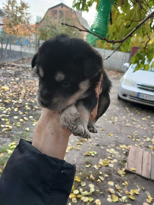 Віддам у добрі руки цуценята