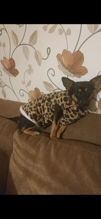 Sweterek panterka dla pieska