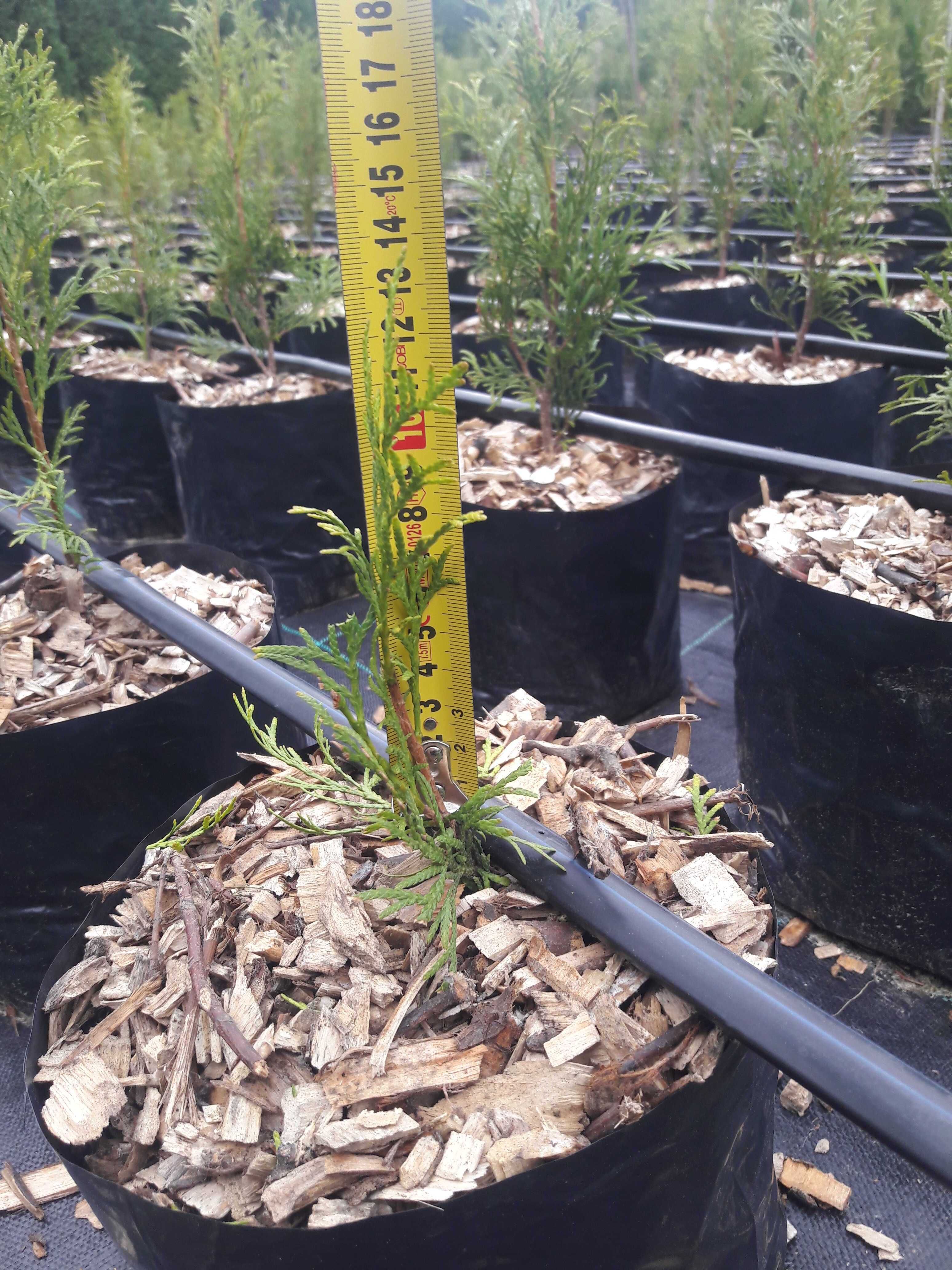Tuja Thuja Szmaragd 100-120 cm W DONICY 5L Producent