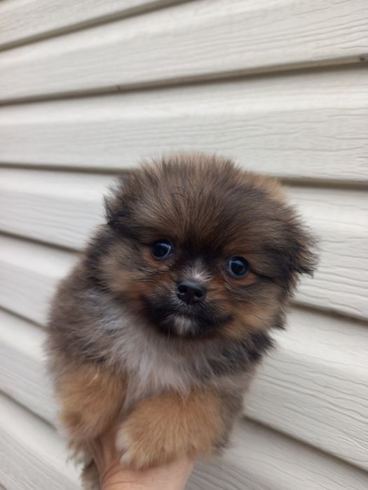 Девочка красавица померанский шпиц