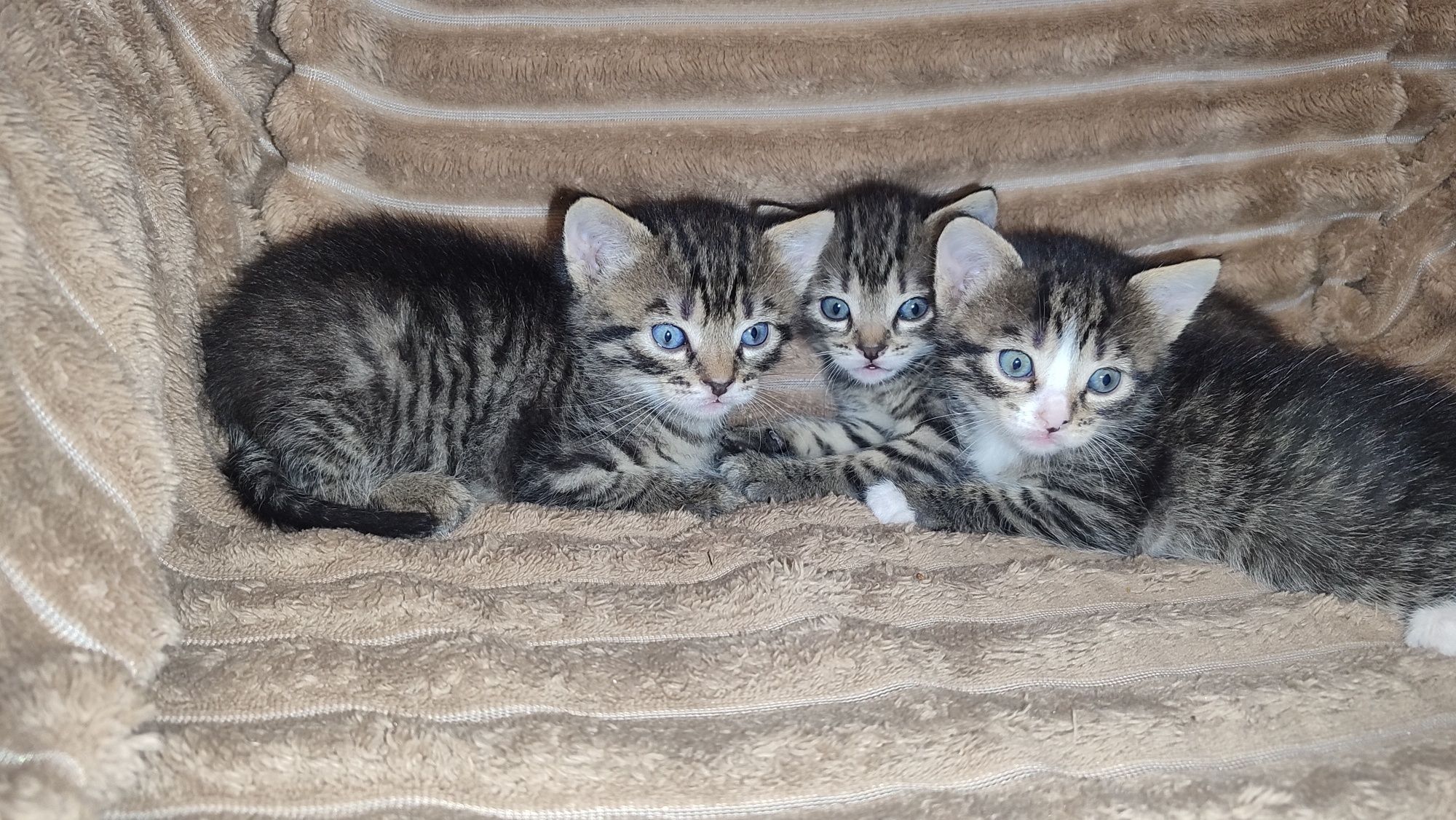 Подарю котёнка, котёнок в хорошие руки, котик.
