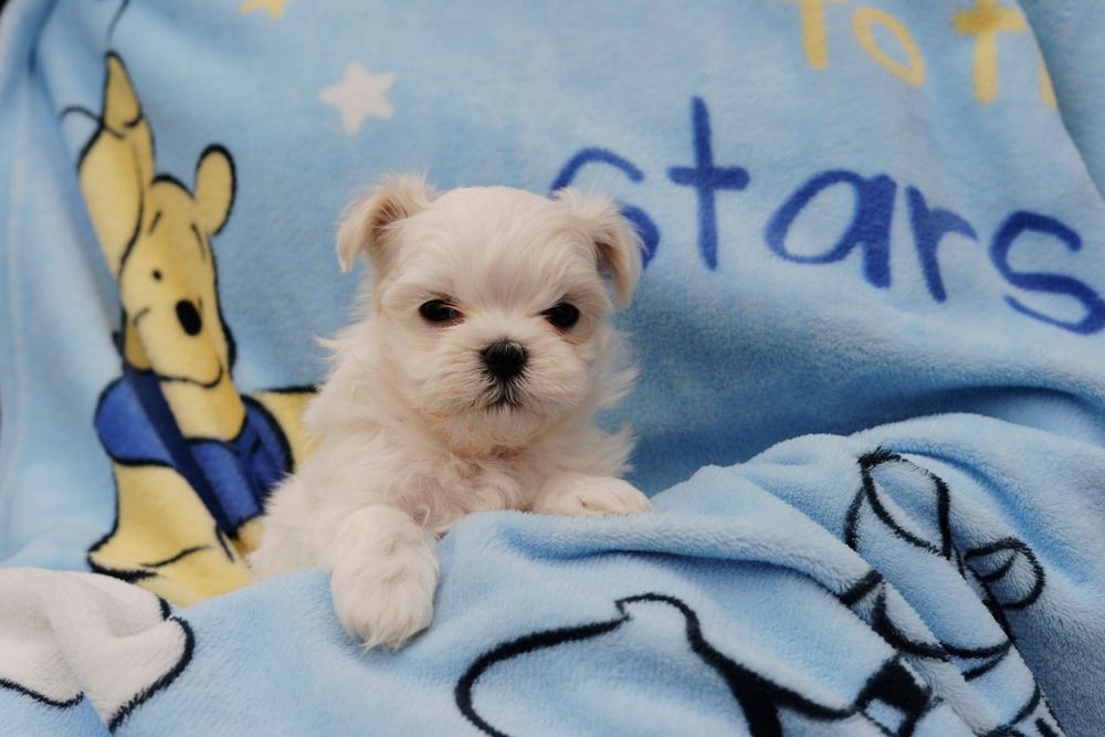 Cudowny  chłopak  maltanczyk