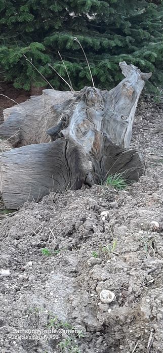 Korzeń do ogrodu
