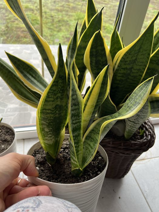 Сансевʼєрія