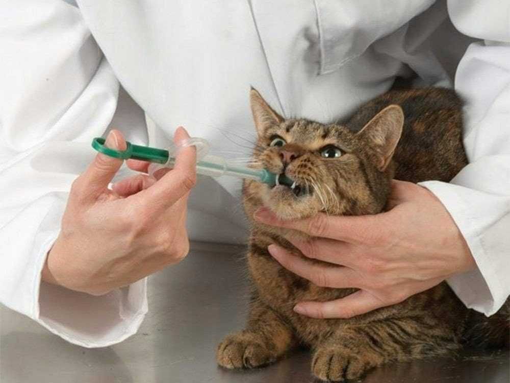 Aplikator do podawania leków zwierzakom