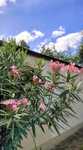 Oleander olbrzymi krzew w doniczce rośliny ogrodowe taras oranżeria