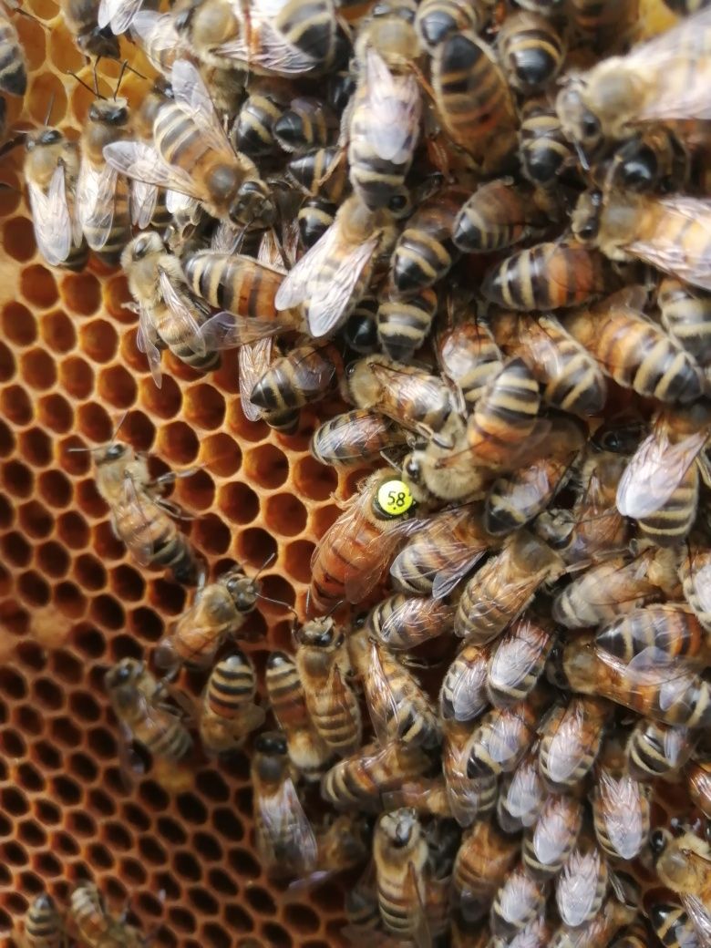 Rodziny pszczele dadant  2023