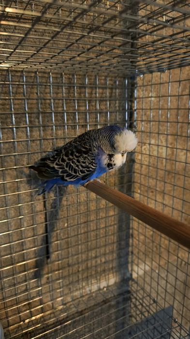 Periquito Inglês macho