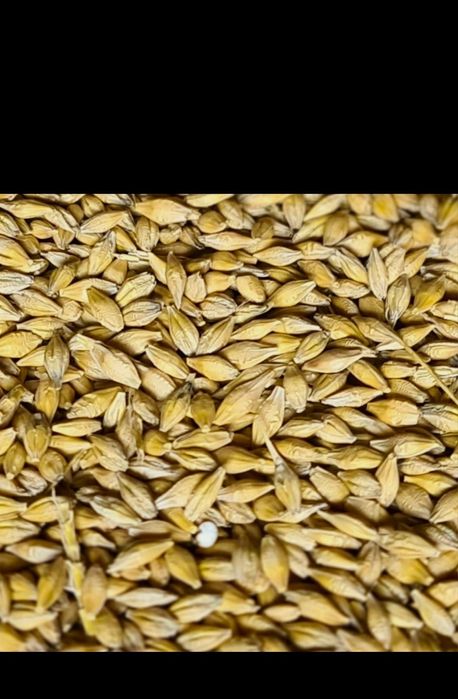 Zboża Jęczmień Jary,Jęczmienna słoma