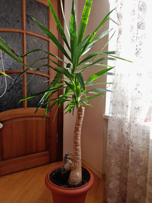 Юка- чудова неприхотлива кімнатна рослина, 180 см