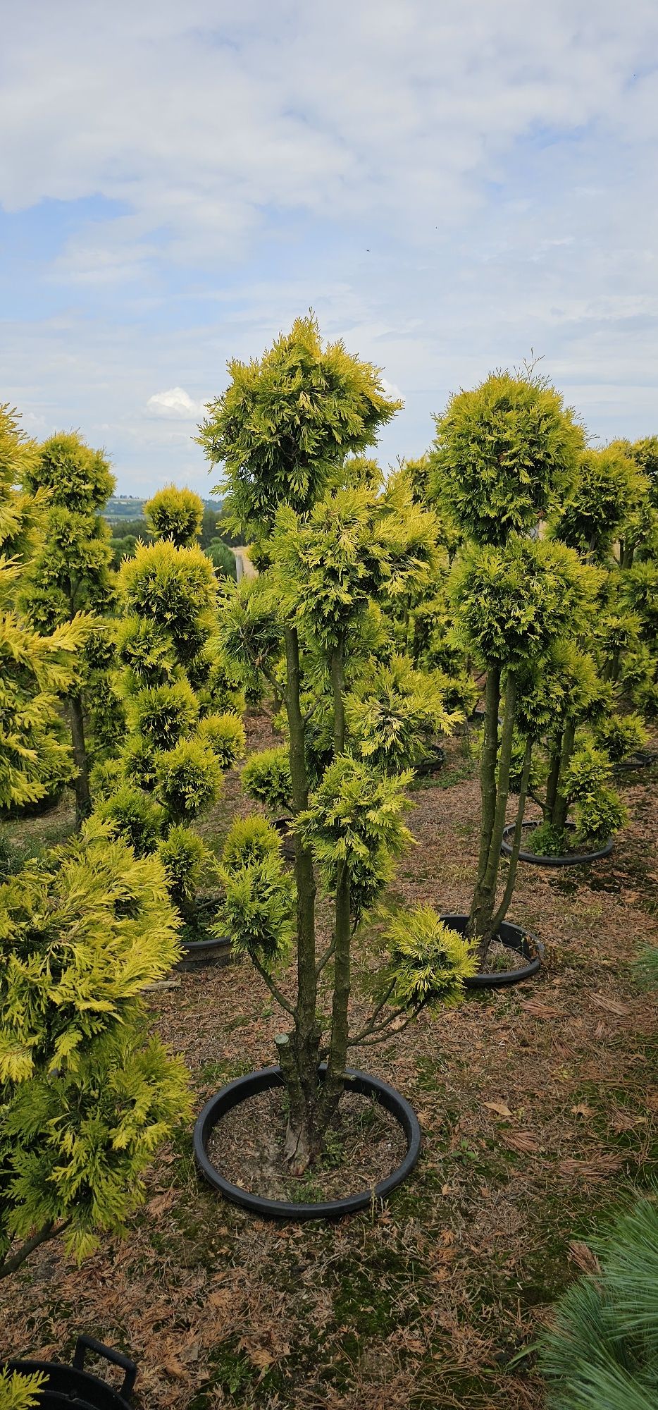 Bonsai tuja forever Gold oraz yellow ribbo