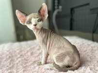 Niebieskooki chlopczyk devon rex