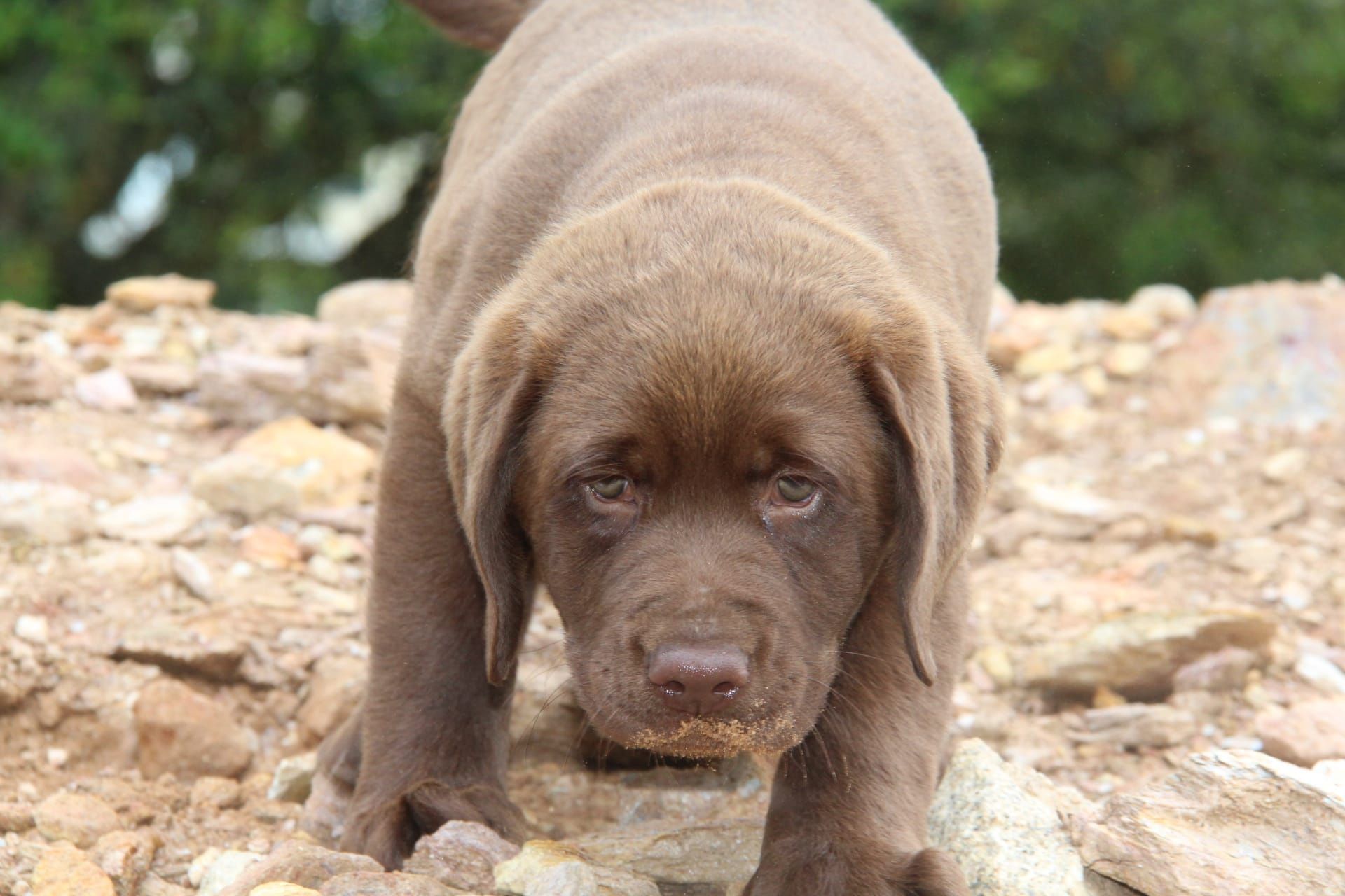 Labrador Retriever Chocolate