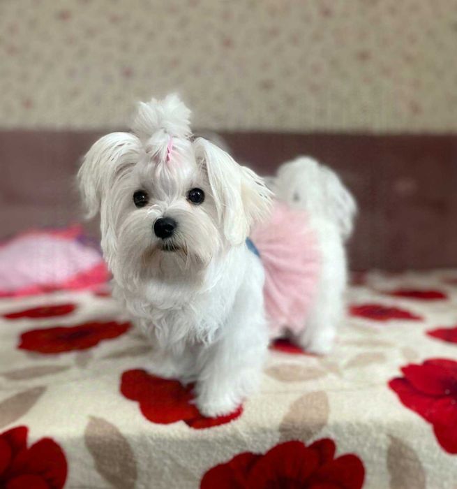 дівчинка красуня КСУ