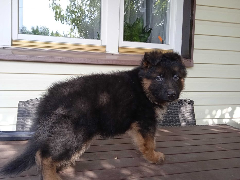 Szczeniak owczarek niemiecki