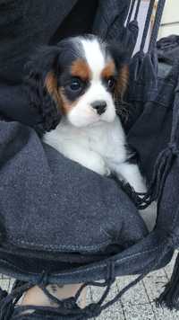 Cavalier king charles spaniel piesek